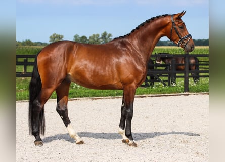 Westphalian, Stallion, 3 years, 16.2 hh, Brown