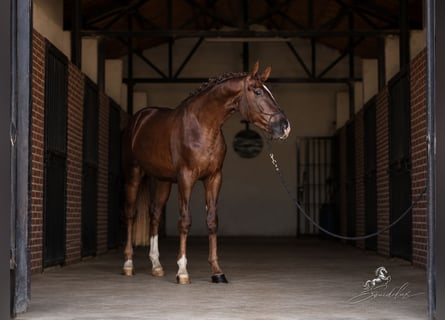Westphalian, Stallion, 3 years, 16.2 hh, Chestnut