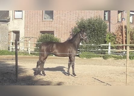 Westphalian, Stallion, 3 years, 16.3 hh, Grullo