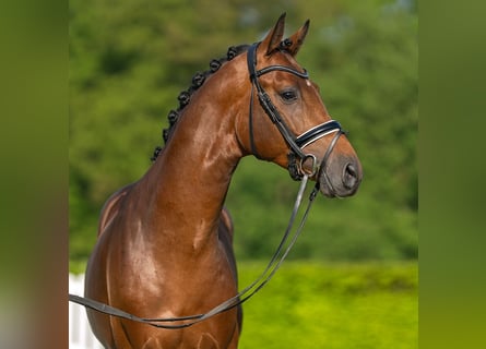 Westphalian, Stallion, 3 years, 16 hh, Brown