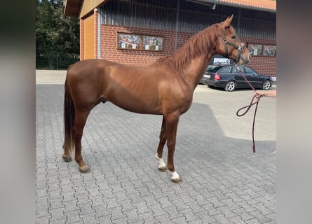 Westphalian, Stallion, 3 years, 16 hh, Chestnut-Red