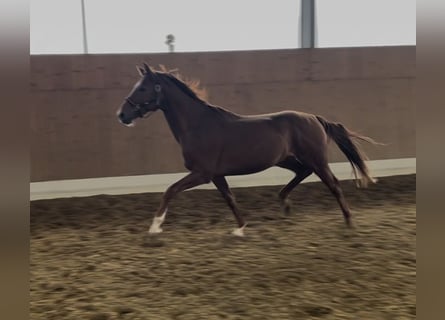 Westphalian, Stallion, 3 years, 16 hh, Chestnut-Red