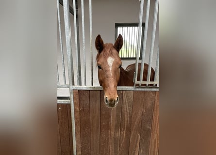 Westphalian, Stallion, 3 years, 16 hh, Chestnut-Red