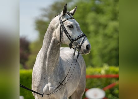 Westphalian, Stallion, 3 years, 16 hh, Gray