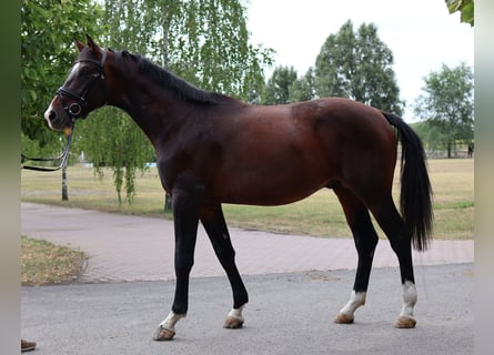 Westphalian, Stallion, 3 years, Bay-Dark
