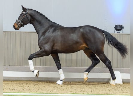 Westphalian, Stallion, 3 years, Brown