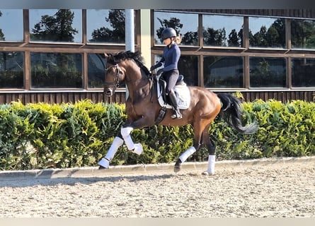 Westphalian, Stallion, 4 years, 16.1 hh, Bay Westphalian, Stallion, 4 years, 16.1 hh, Bay
