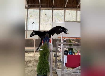 Westphalian, Stallion, 4 years, 16.2 hh, Black