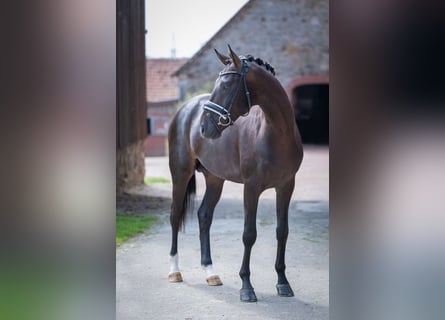 Westphalian, Stallion, 4 years, 16 hh, Smoky-Black