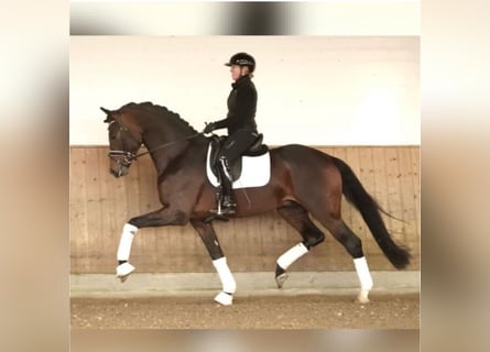 Westphalian, Stallion, 4 years, 17,1 hh, Bay-Dark