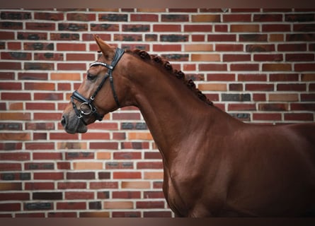 Westphalian, Stallion, 5 years, 16,1 hh, Chestnut-Red