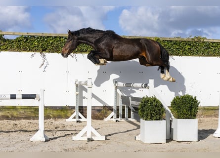 Westphalian, Stallion, 5 years, 16 hh