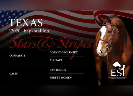 Westphalian, Stallion, 5 years, 16,1 hh, Brown