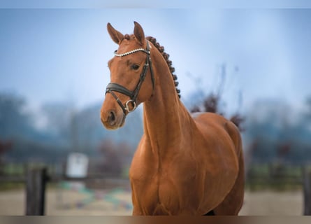 Westphalian, Stallion, 5 years, 16,1 hh, Chestnut-Red