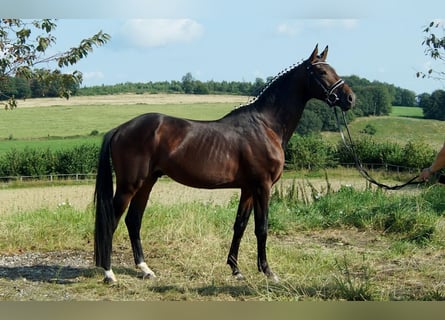 Westphalian, Stallion, 5 years, Brown