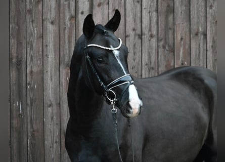 Westphalian, Stallion, 6 years, 16 hh, Black