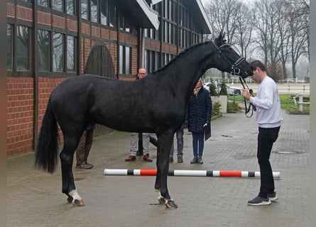 Westphalian, Stallion, 6 years, 16,1 hh, Black