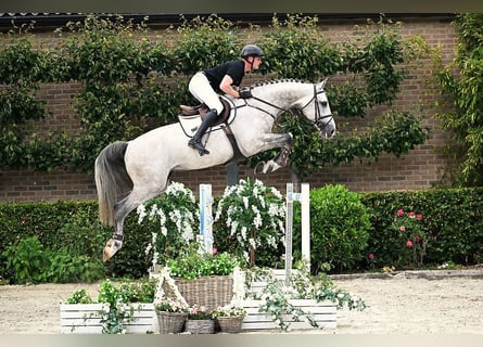 Westphalian, Stallion, 6 years, 17 hh, Gray