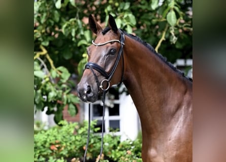 Westphalian, Stallion, 7 years, 17 hh, Brown
