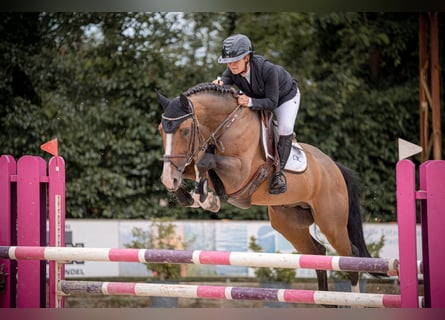 Westphalian, Stallion, 8 years, 16.1 hh, Brown