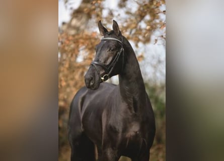 Westphalian, Stallion, 20 years, Black