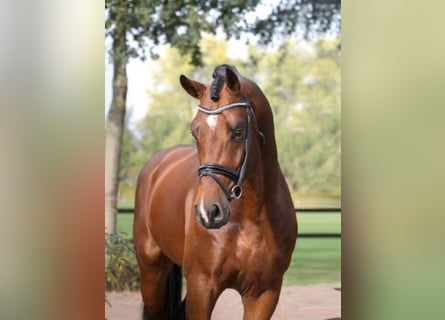Westphalian, Stallion, 10 years, 17 hh, Brown
