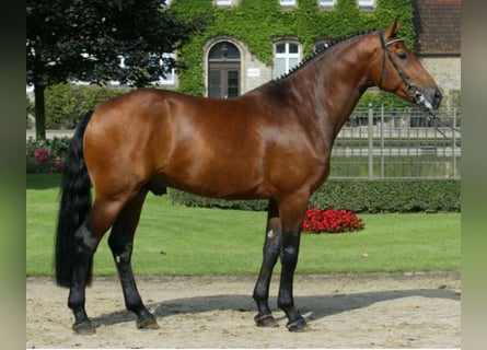 Westphalian, Stallion, 23 years, 17 hh, Brown