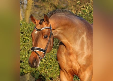 Westphalian, Stallion, 11 years, 16.2 hh, Brown