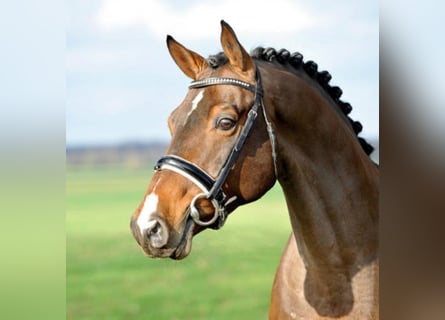 Westphalian, Stallion, 21 years, 16.2 hh, Brown
