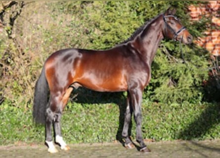 Westphalian, Stallion, 5 years, 16.1 hh, Brown