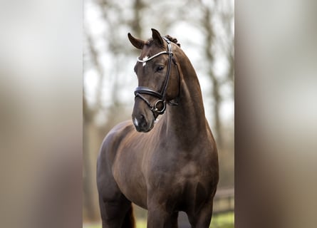 Westphalian, Stallion, 5 years, 16.3 hh, Chestnut