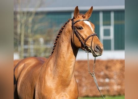 Westphalian, Stallion, 5 years, 16.2 hh, Chestnut-Red