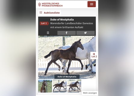 Westphalian, Stallion, Foal (05/2026), 16.1 hh, Grey