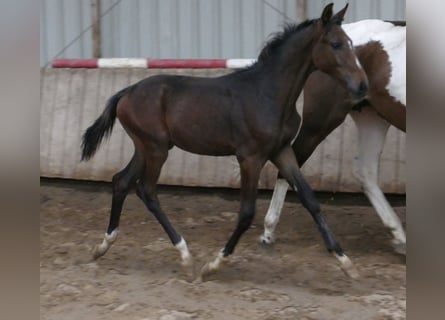Westphalian, Stallion, Foal (04/2023), 16.2 hh, Bay-Dark