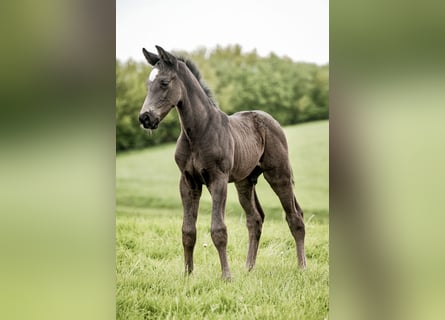 Westphalian, Stallion, Foal (04/2024), 16,2 hh, Black