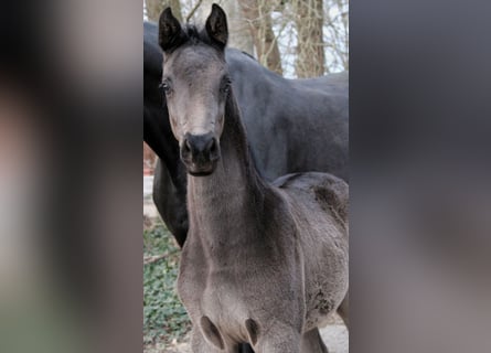 Westphalian, Stallion, , 16.2 hh, Black
