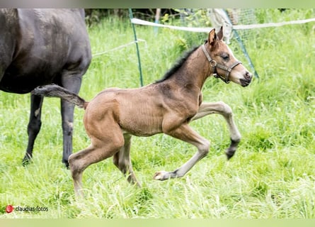 Westphalian, Stallion, Foal (04/2024), 16.2 hh, Brown