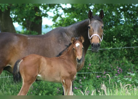 Westphalian, Stallion, Foal (05/2024), 16.2 hh, Brown
