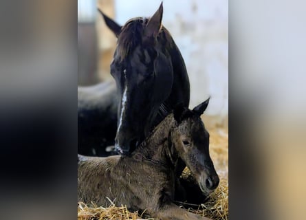 Westphalian, Stallion, Foal (03/2026), 16.2 hh, Chestnut