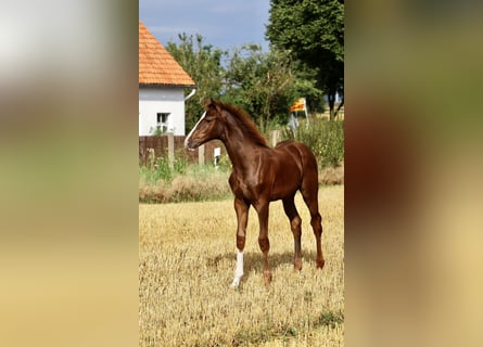 Westphalian, Stallion, Foal (03/2024), 16.2 hh, Chestnut