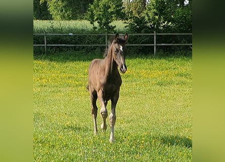 Westphalian, Stallion, , 16.3 hh, Black