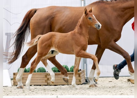 Westphalian, Stallion, Foal (06/2023), 16.3 hh, Chestnut-Red