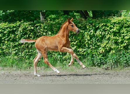 Westphalian, Stallion, Foal (03/2024), 16.3 hh, Chestnut-Red