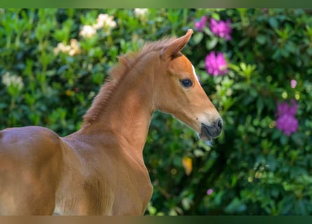 Westphalian, Stallion, , 16 hh, Chestnut-Red