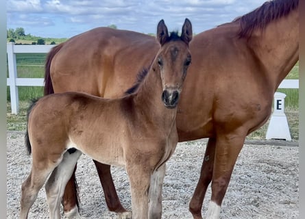 Westphalian, Stallion, , 16,1 hh, Brown