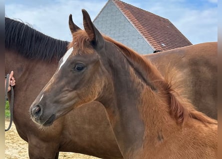 Westphalian, Stallion, Foal (05/2025), 16,1 hh, Chestnut