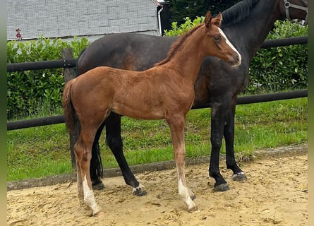 Westphalian, Stallion, Foal (05/2025), 16,1 hh, Chestnut