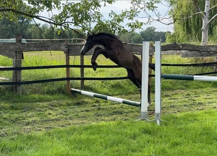 Westphalian, Stallion, Foal (05/2025), 16,1 hh, Grey