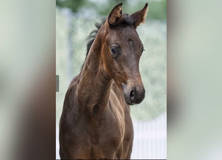 Westphalian, Stallion, , 16,2 hh, Bay-Dark