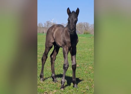 Westphalian, Stallion, , 16,2 hh, Black